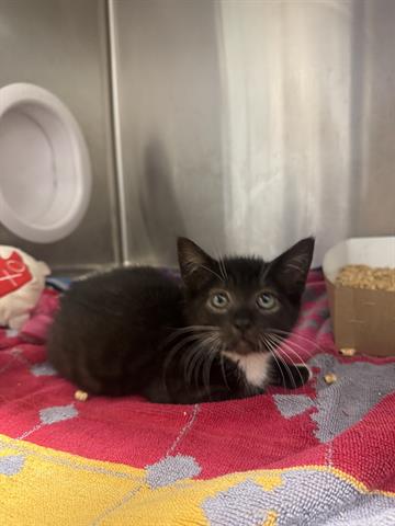 adoptable Cat in San Martin, CA named CRICKET
