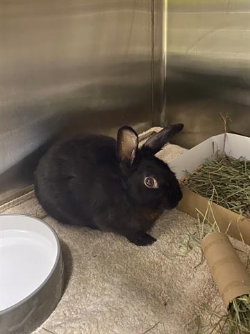 adoptable Rabbit in San Martin, CA named SCRUMP