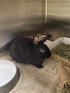 adoptable Rabbit in  named SCRUMP