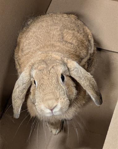 adoptable Rabbit in San Martin, CA named CINNABUN