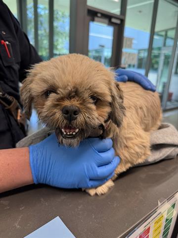 adoptable Dog in San Martin, CA named BRIDGETTE