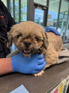 adoptable Dog in  named BRIDGETTE