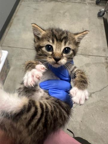 adoptable Cat in San Martin, CA named GARLIC