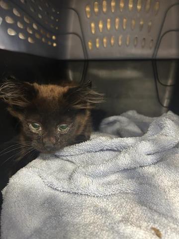 adoptable Cat in San Martin, CA named COUNT CHOCULA