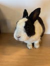 adoptable Rabbit in  named BUN JOVI
