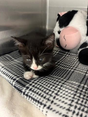 adoptable Cat in San Martin, CA named COCOA PUFF