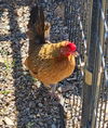 adoptable Chicken in  named TAMMY WYNETTE