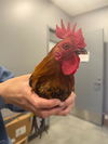 adoptable Chicken in  named GEORGE JONES