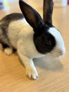 adoptable Rabbit in  named BUN AFFLECK