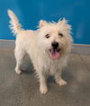 adoptable Dog in ,  named BLIZZARD