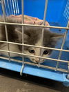 adoptable Cat in ,  named PICKLES