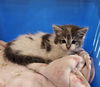adoptable Cat in ,  named PEPPER