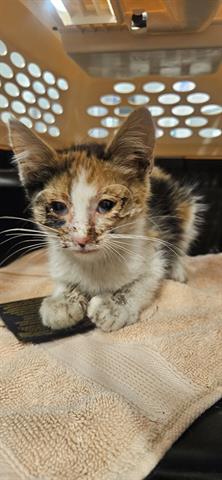 adoptable Cat in San Martin, CA named CEECEE