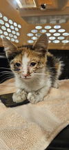 adoptable Cat in ,  named CEECEE