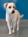 adoptable Dog in  named LUCKY
