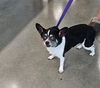 adoptable Dog in  named GOGO
