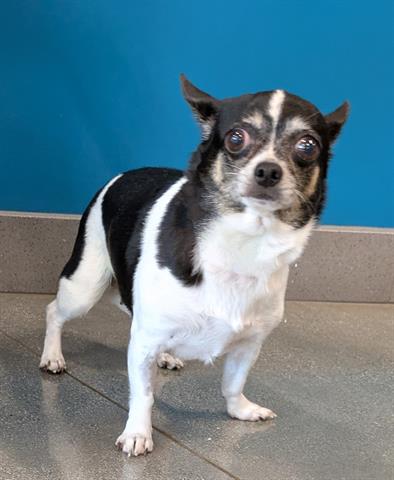 adoptable Dog in San Martin, CA named GOGO