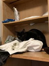 adoptable Cat in  named ADONDAY