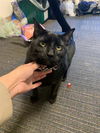 adoptable Cat in  named TSION