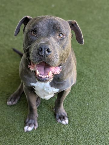 adoptable Dog in San Martin, CA named BOGIE