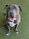 adoptable Dog in  named BOGIE