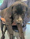 adoptable Dog in  named MOLLY