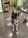 adoptable Dog in  named KIRA