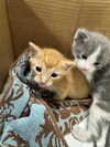 adoptable Cat in  named JIMMY