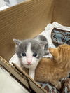 adoptable Cat in  named BOBBY