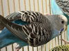 adoptable Bird in  named A125886