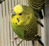 adoptable Bird in  named A125902