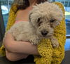 adoptable Dog in  named MONIQUE