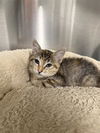 adoptable Cat in  named TOOSHIE