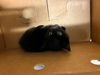 adoptable Cat in  named THOR