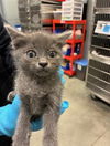 adoptable Cat in  named THEO
