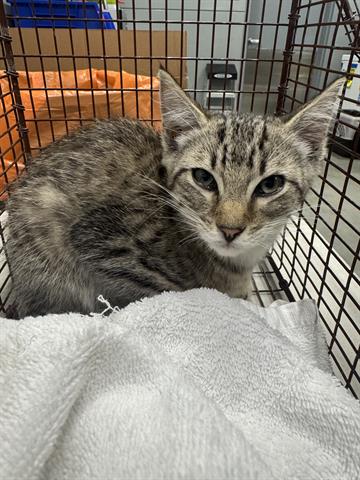 adoptable Cat in San Martin, CA named ACORN