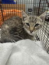 adoptable Cat in  named ACORN