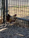 adoptable Chicken in  named A127670