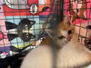 adoptable Cat in  named ARMANI