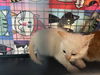 adoptable Cat in  named PRADA