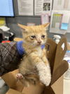 adoptable Cat in  named LOUIS VUITTON