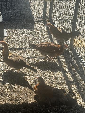 adoptable Chicken in San Martin, CA named A127808