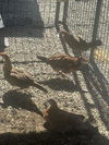 adoptable Chicken in  named A127808