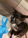 adoptable Cat in  named BROWNIE