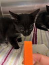 adoptable Cat in  named TIRAMISU