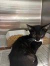adoptable Cat in  named CHEESECAKE