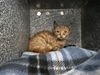 adoptable Cat in  named BARN CAT