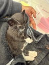 adoptable Cat in  named SMOKEY