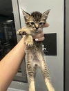 adoptable Cat in  named PRINCESS