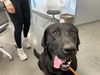 adoptable Dog in  named KODA
